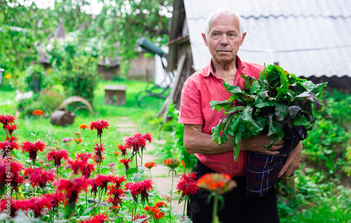retired man posing with a harvest of beets next to a flower bed on a personal plot in a village in summer