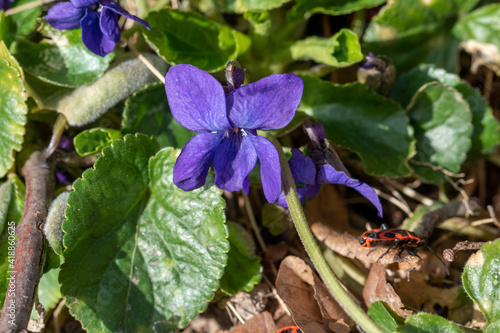 Das Wohlriechende Veilchen, Viola odorata und Feuerwanzen am sonnigen Rand einer Hecke im Frühling, März. photo