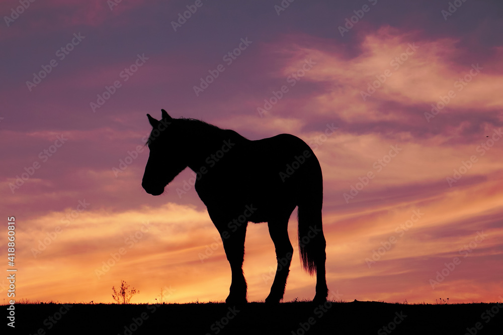 horse silhouette and sunset in the meadow horse silhouette and sunset in the meadow
