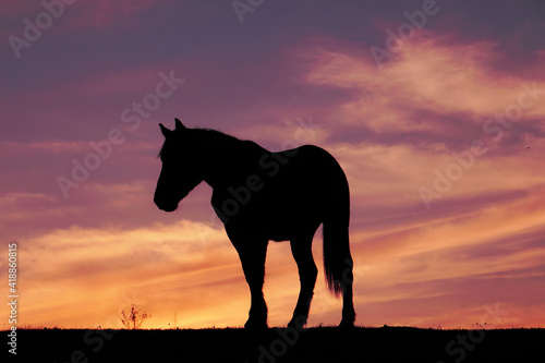 horse silhouette and sunset in the meadow