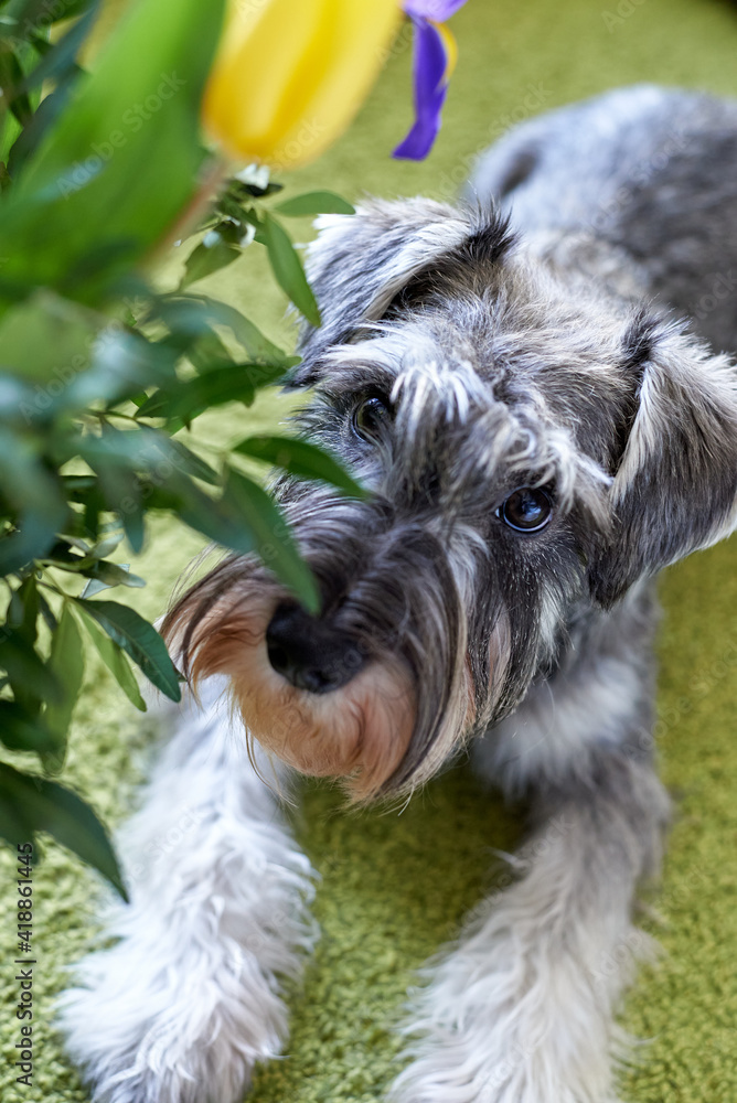 close-up of a miniature schnauzer with flowers