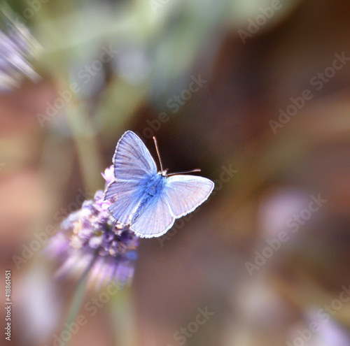 The large blue butterfly flies over the fragrant lavender flowers © balenabianca