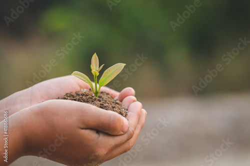 Child hands holding and caring a young green plant, Hand protects seedlings that are growing, planting tree, reduce global warming,  growing a tree, love nature, World Environment Day