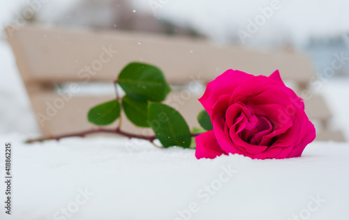pink rose on a wooden table