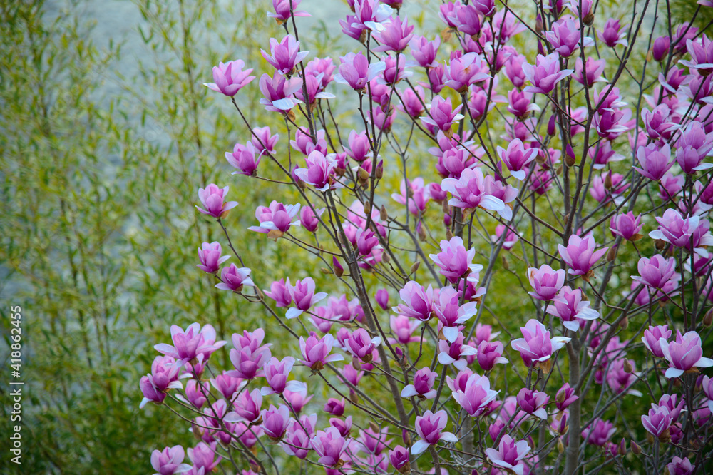 Obraz premium Magnolia in full bloom on the river side.
