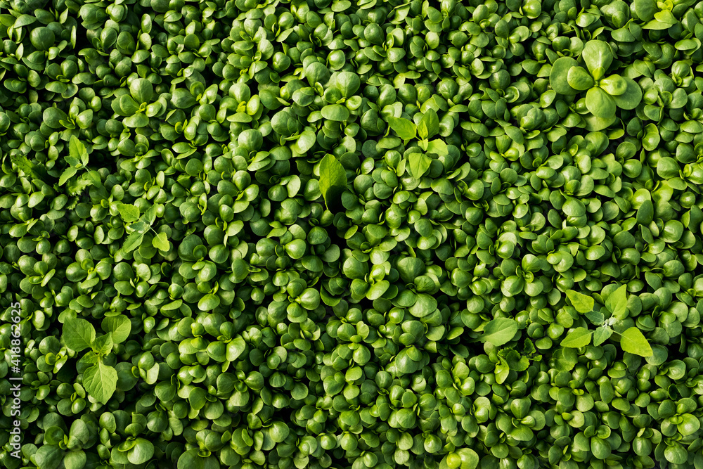 High angle close up of freshly picked watercress, full frame. High angle close up of freshly picked watercress, full frame.