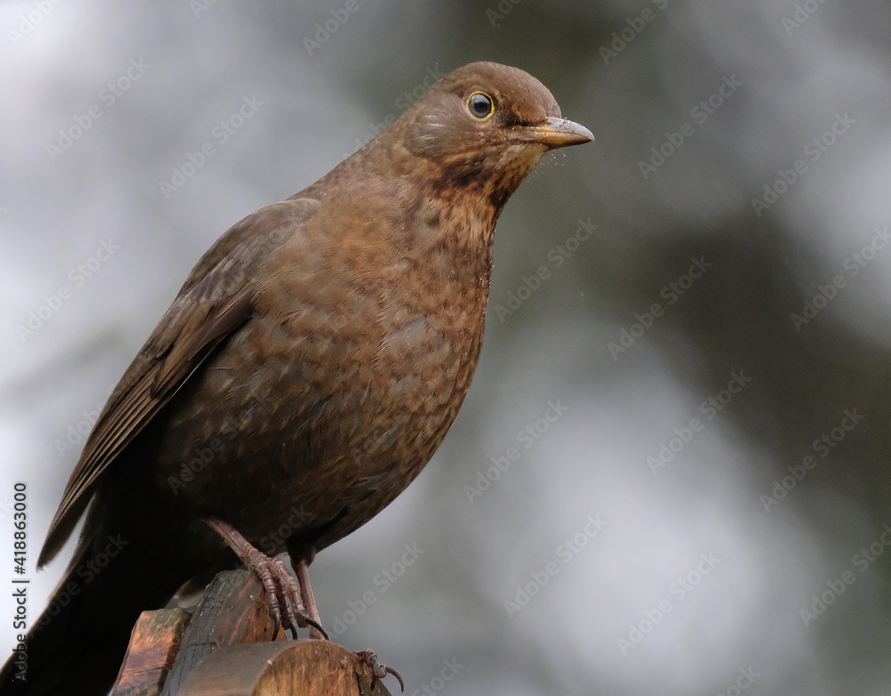 The common blackbird is a species of true thrush. It is also called the Eurasian blackbird, or simply the blackbird where this does not lead to confusion with a similar-looking local species The common blackbird is a species of true thrush. It is also called the Eurasian blackbird, or simply the blackbird where this does not lead to confusion with a similar-looking local species