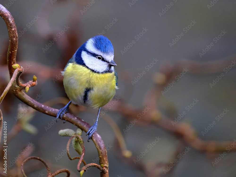 Obraz premium The Eurasian blue tit is a small passerine bird in the tit family, Paridae. It is easily recognisable by its blue and yellow plumage and small size
