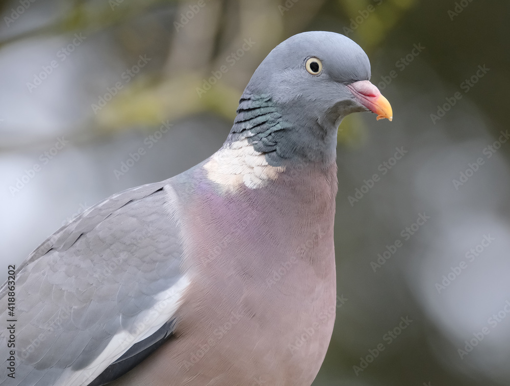 The common wood pigeon is a large species in the dove and pigeon family. It belongs to the genus Columba and, like all pigeons and doves, belongs to the family Columbidae The common wood pigeon is a large species in the dove and pigeon family. It belongs to the genus Columba and, like all pigeons and doves, belongs to the family Columbidae