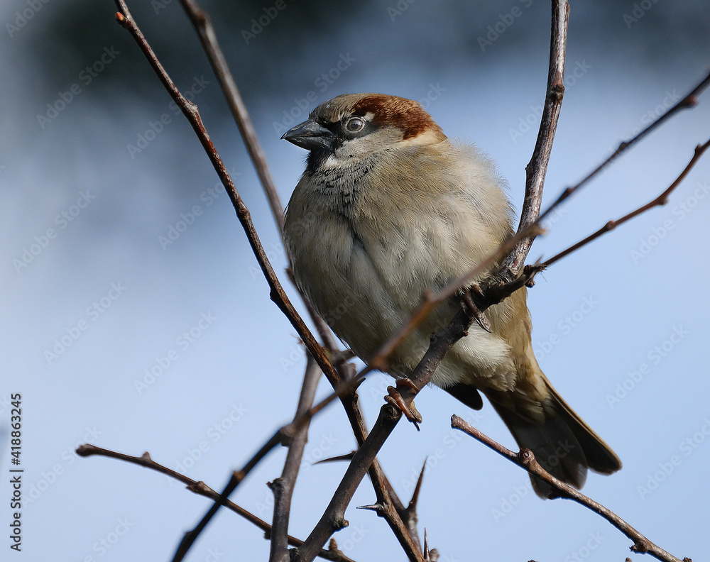 The house sparrow is a bird of the sparrow family Passeridae, found in most parts of the world. It is a small bird that has a typical length of 16 cm and a mass of 24–39.5 g. The house sparrow is a bird of the sparrow family Passeridae, found in most parts of the world. It is a small bird that has a typical length of 16 cm and a mass of 24–39.5 g.