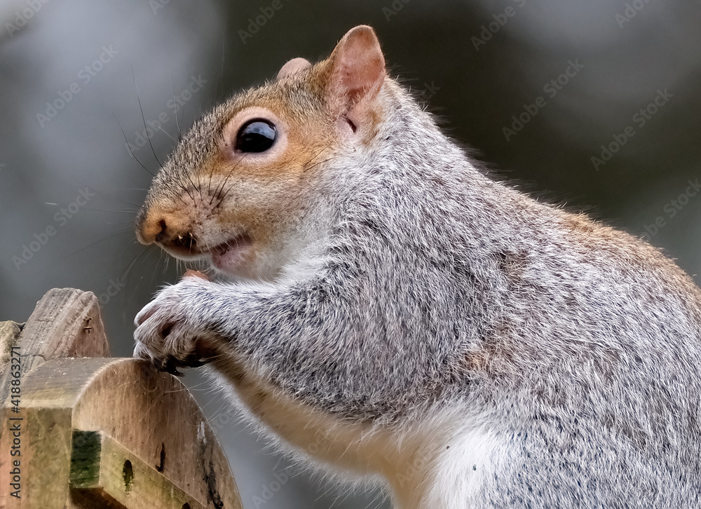 The eastern gray squirrel (Sciurus carolinensis), also known as the grey squirrel depending on region, is a tree squirrel in the genus Sciurus. The eastern gray squirrel (Sciurus carolinensis), also known as the grey squirrel depending on region, is a tree squirrel in the genus Sciurus.