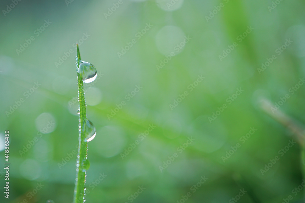 drop on the green grass in rainy days in spring season drop on the green grass in rainy days in spring season