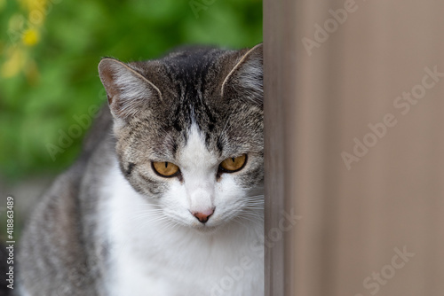 のんびり過ごす猫