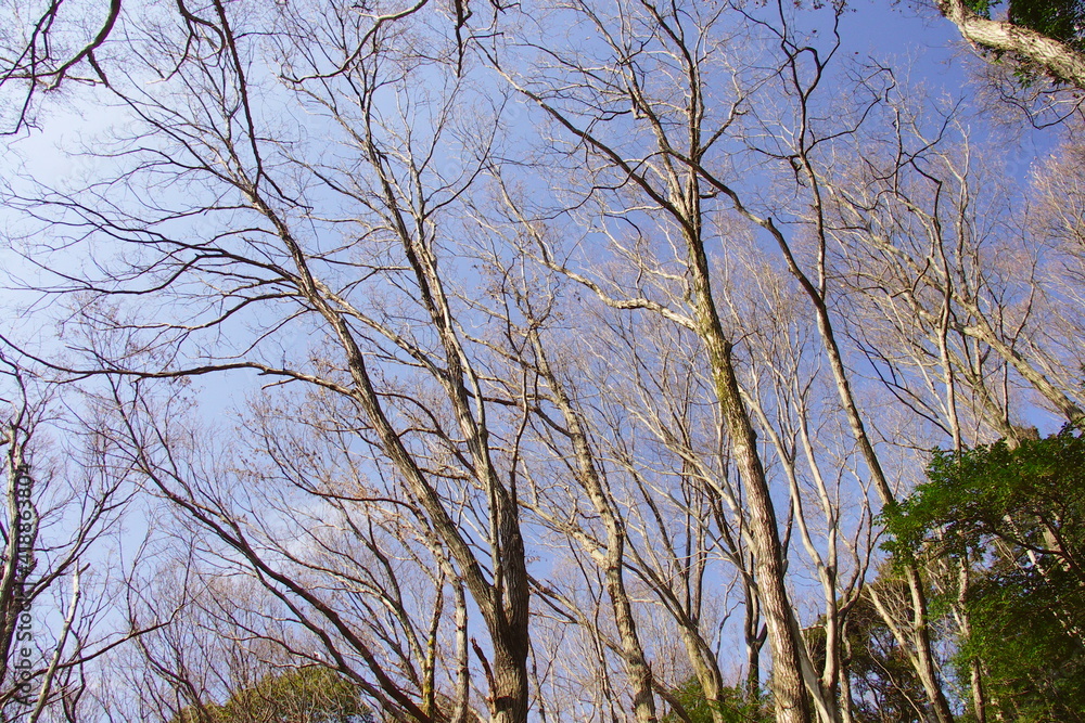 Obraz premium 早春のコナラのある林風景