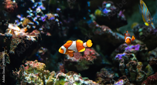 Clownfish or anemonefish (Amphiprioninae) from the Pomacentridae family swimming over a coral reef