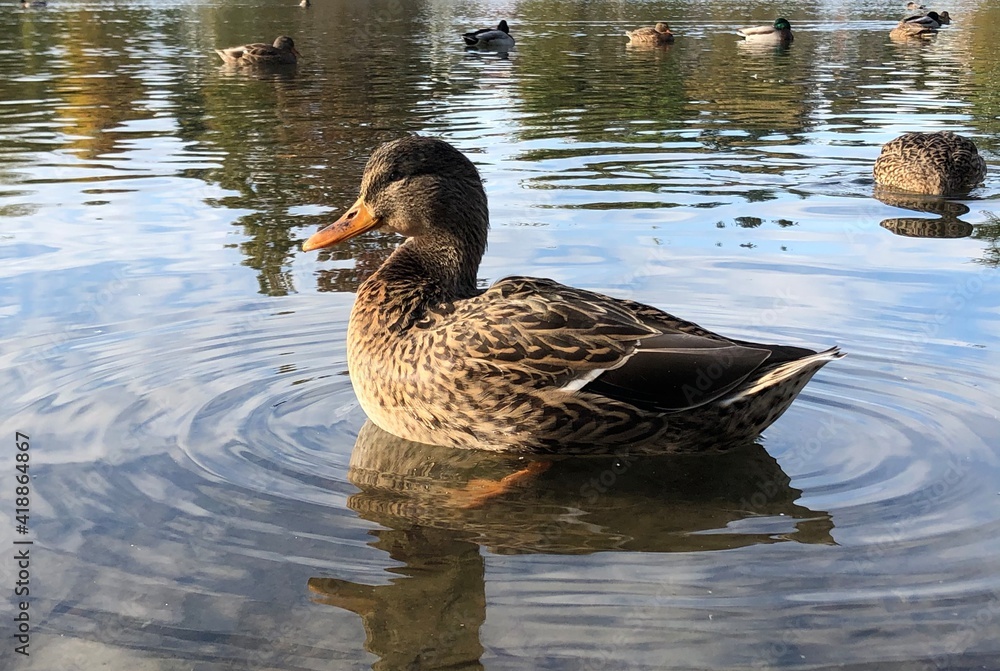 Fototapeta premium duck and ducklings