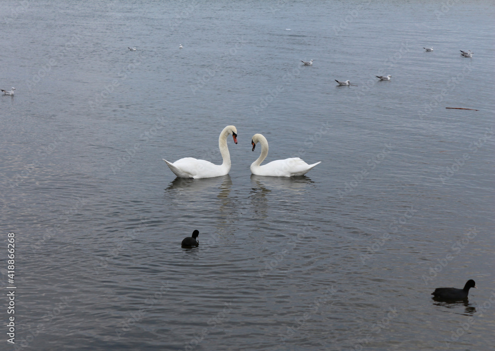 Two swans on the lake look to each other making a heart