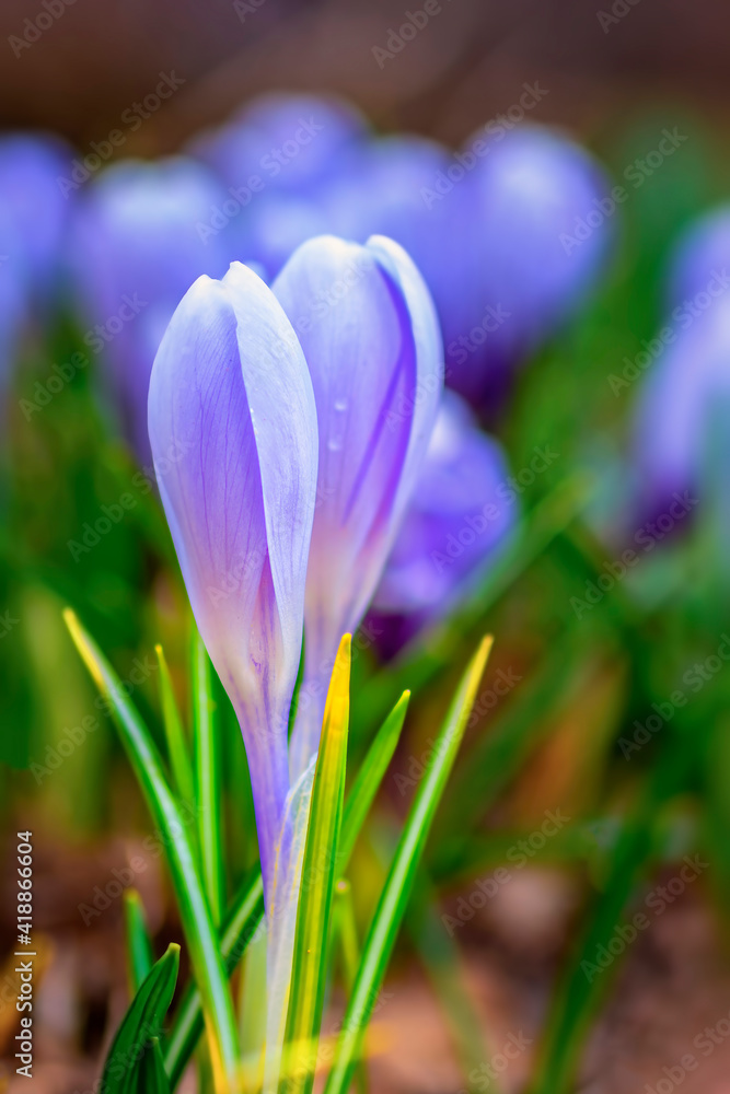 Closed, unopened bud spring flower. Purple bud close-up.
