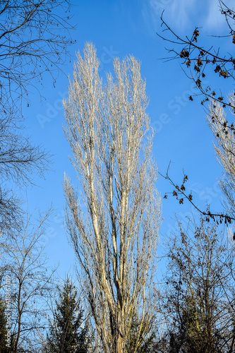 Tall branched poplar tree without foliage against clear blue sky in park. Early Spring. Bottom view. Selective focus. Vertical photo.