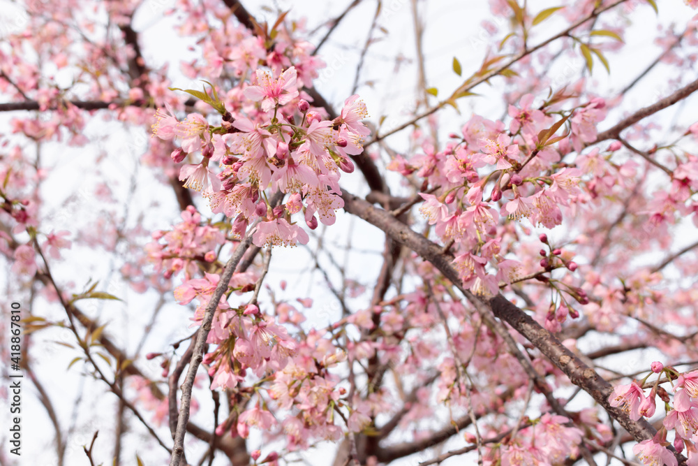 Beautiful pink cherry blossoms are bloom on the sky background. Spring concept Beautiful pink cherry blossoms are bloom on the sky background. Spring concept