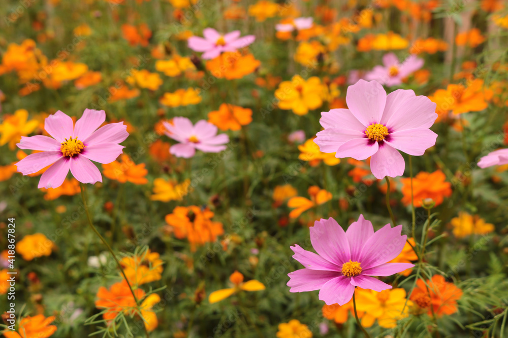 Pink and yellow cosmos flower blooming in the garden on a natural background, close-up picture. Spring concept.