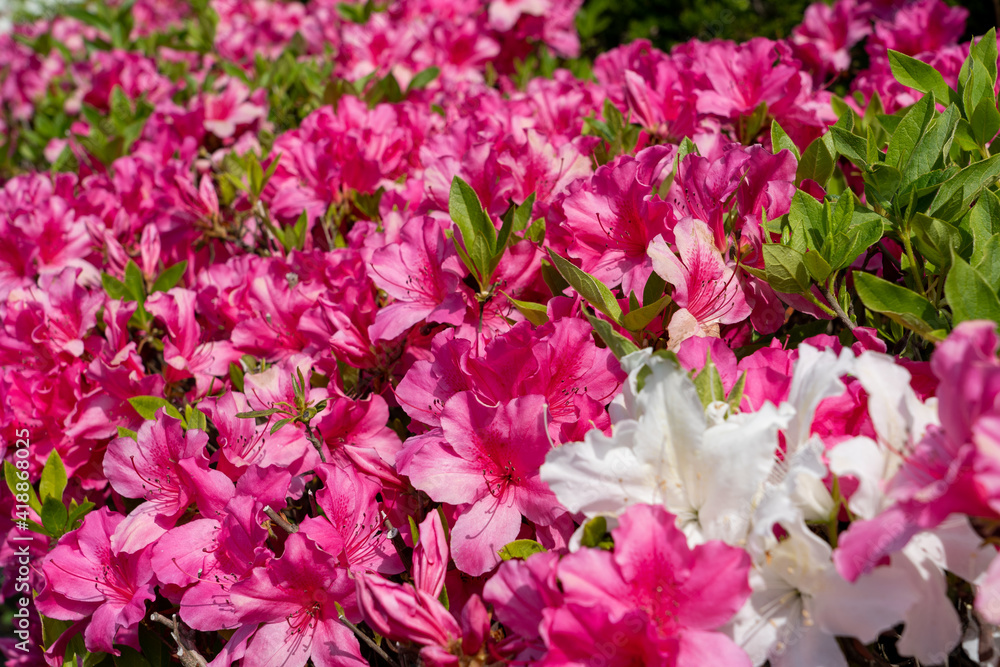 Beautiful pink flowers in the garden field. Sunny day in morning time in Japan. Beautiful pink flowers in the garden field. Sunny day in morning time in Japan.