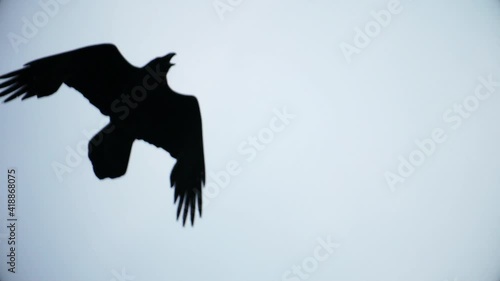 raven spreading its wings flies in the sky photo