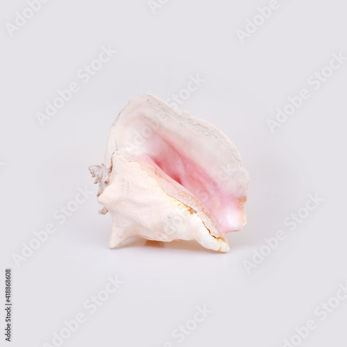 Natural sea shell isolated on a white background