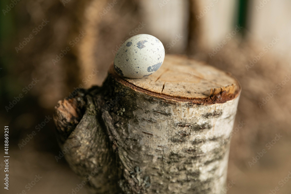 Obraz premium Quail egg on a birch stump