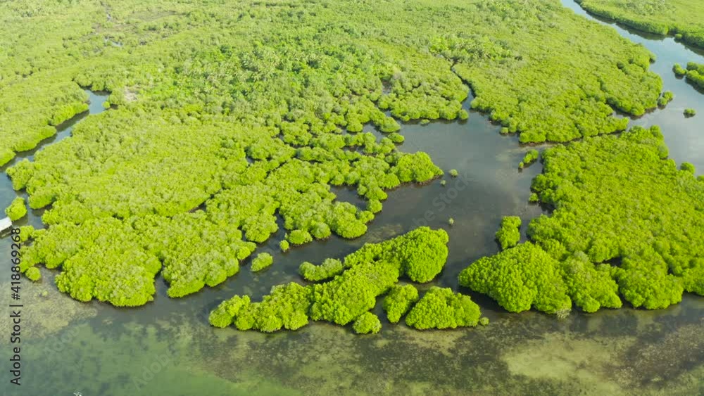 River in tropical mangrove green tree forest top view. Mangrove jungles, trees, river. Mangrove landscape River in tropical mangrove green tree forest top view. Mangrove jungles, trees, river. Mangrove landscape