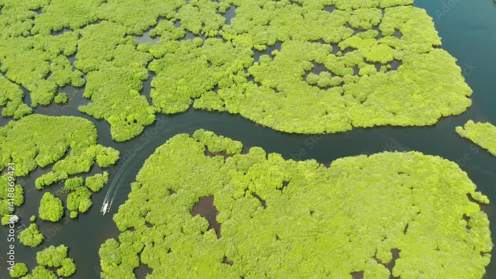 Mangrove green forests with rivers and channels on the tropical island, aerial drone. Mangrove landscape. Mangrove green forests with rivers and channels on the tropical island, aerial drone. Mangrove landscape.
