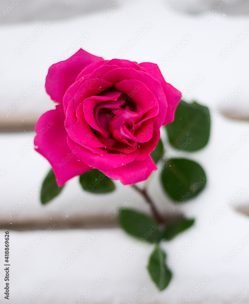 pink rose with water snowflakes on the snow pink rose with water snowflakes on the snow