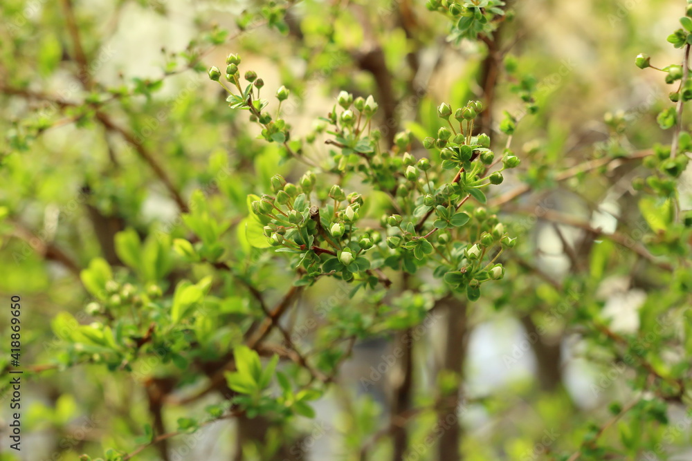 春のコメ桜 春のコメ桜