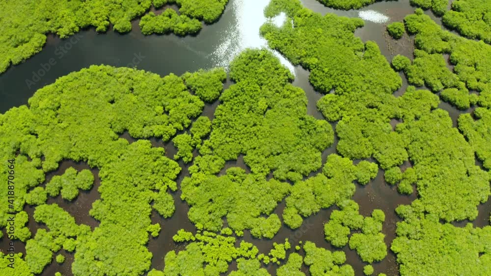 Mangrove forest with reflective sun and glare on the water surface, aerial view. Mangrove landscape. Mangrove forest with reflective sun and glare on the water surface, aerial view. Mangrove landscape.