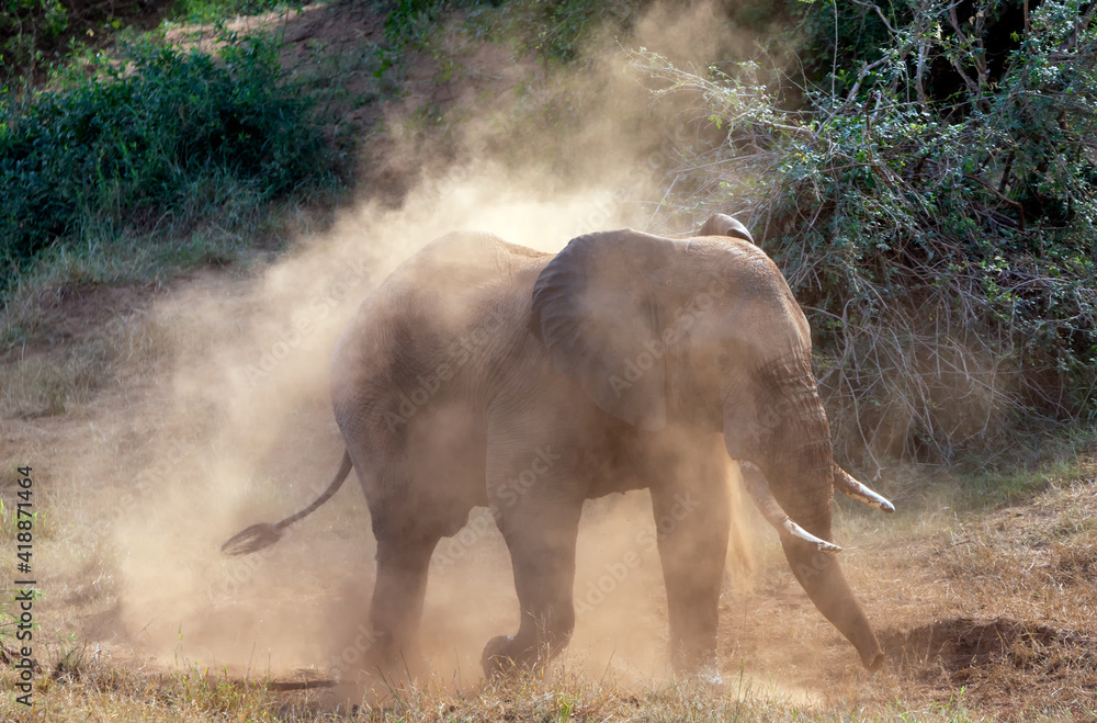 Obraz premium African elephant in the wild having a dust bath to get rid of all the parasites