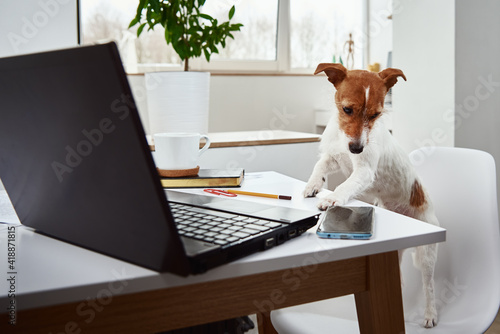Dog work on laptop at home office. Remote work concept