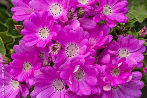Colorful flowers cineraria blooming outdoors in spring   Pericallis hybrida
