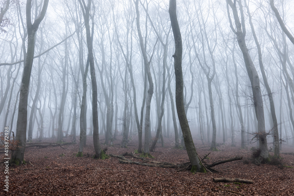 Naklejka premium Nebelwald