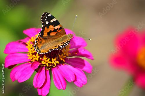 Butterfly on a daisy flower gerbera in the garden