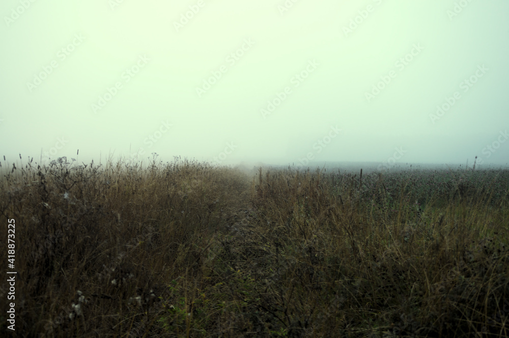 morning mist in the field morning mist in the field
