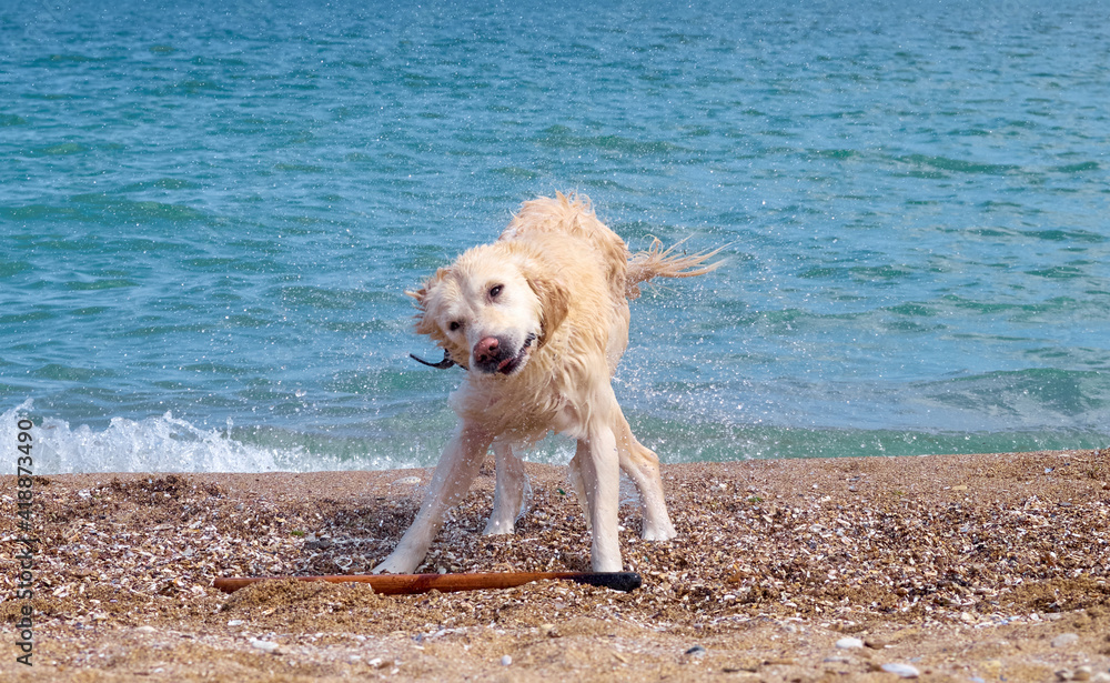 White golden labrador retriever dog on the beach White golden labrador retriever dog on the beach