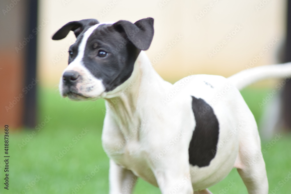 jack russell terrier jack russell terrier