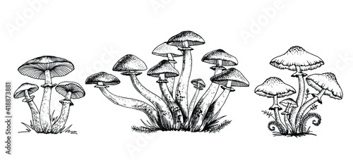 Fotografia Poisonous mushrooms Vector illustration drawn by hand, family of inedible mushro