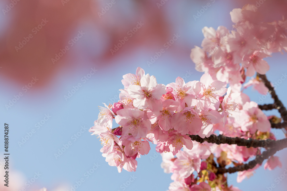 満開の河津桜　東京都江戸川区　日本