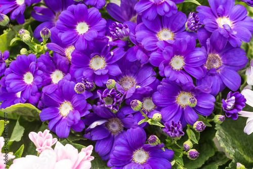 Colorful flowers cineraria blooming outdoors in spring   Pericallis hybrida