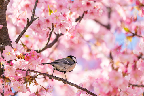 河津桜とシジュウカラ 東京都江戸川区 日本