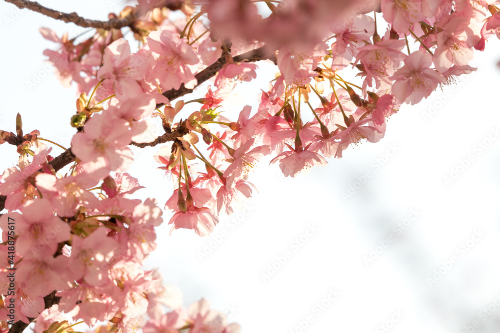 Fototapeta premium 満開の河津桜 東京都江戸川区 日本