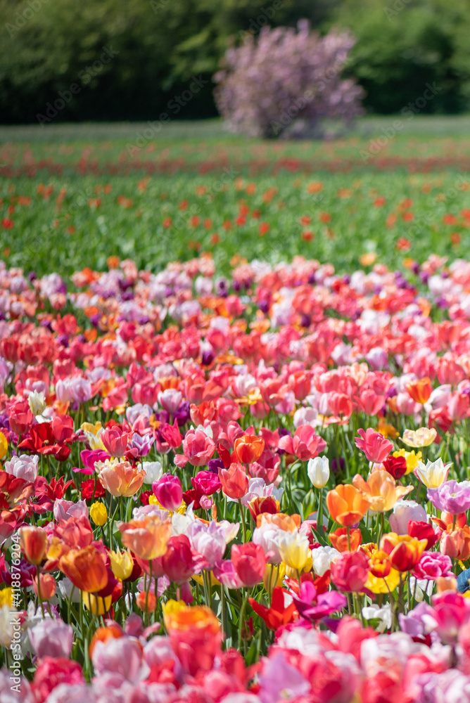 Tulip fields in Netherland. Holland countryside landscape.