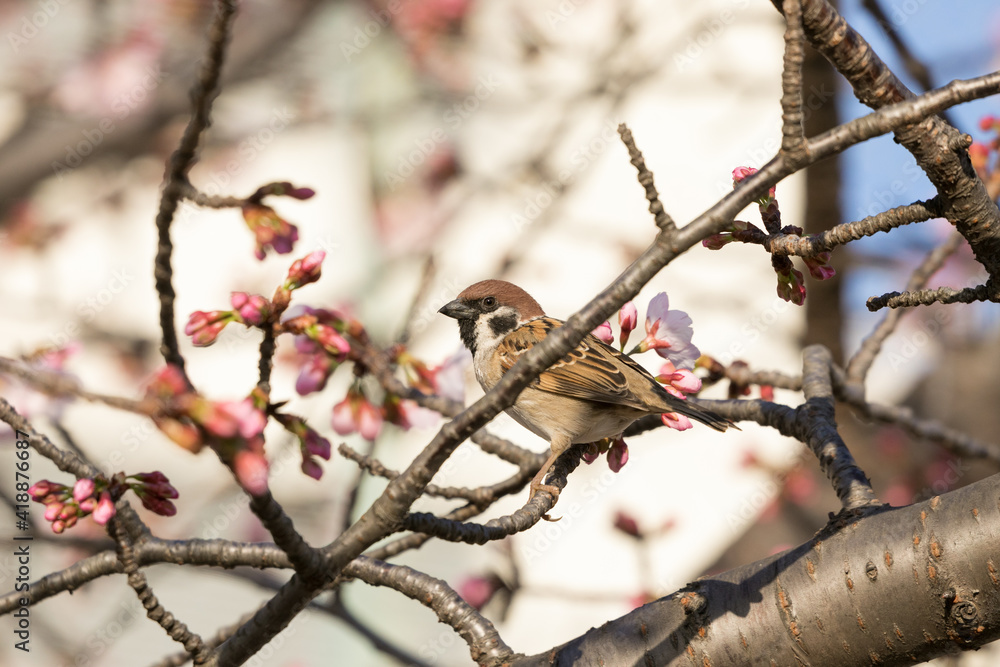 大寒桜と雀 東京都江戸川区 日本 大寒桜と雀 東京都江戸川区 日本