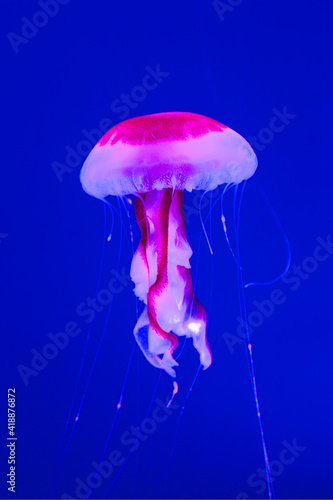 Close-Up Of Jellyfish In Sea © Pavlo Burdyak